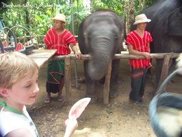 20090417 Half Day Safari - Elephant  49 of 104 